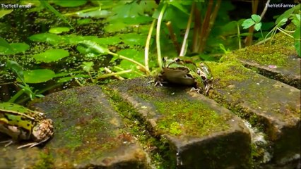 10 Dieren met Superkrachten!