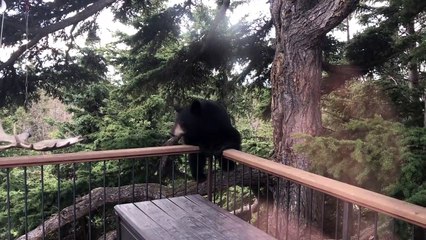 Quand un ours s'invite sur le balcon de ta maison