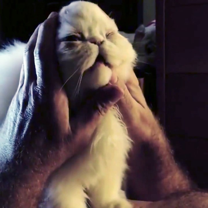 Cat Doesn't Like When Owner Touches Its Ears