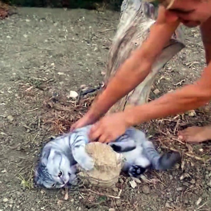 Cat Refuses to Get Up, it really didn't wanna leave it would be more aggressive.