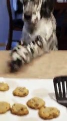 Dog Just Wants Cookies