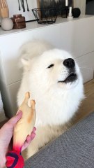 Canine Vocal Warm Up