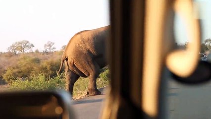 Elephant Caught In The Act Of Yoga
