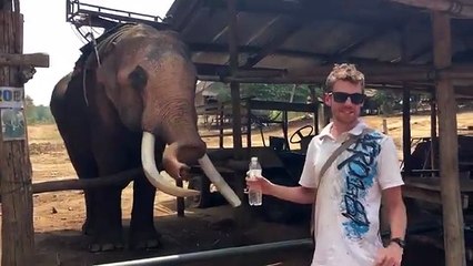 Elephant uses water bottle to take a bath