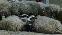 Pogradec, tregu i kafshëve pa kontroll - Top Channel Albania - News - Lajme