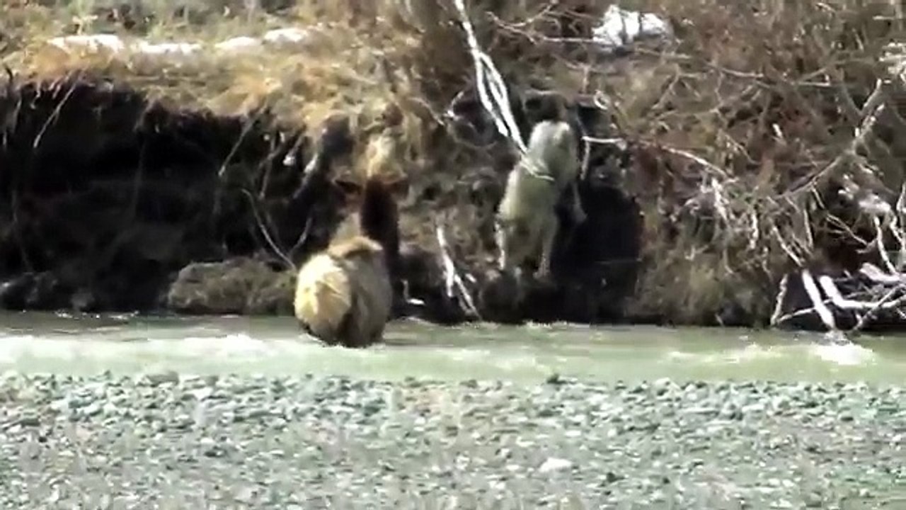 Wolf vs Elk