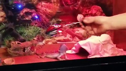Funniest Bearded Dragon Videos Compilation | Funny Pet Videos