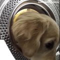 Ce chien adorable vient récupérer sa peluche dans le lave-linge