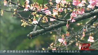 [中国新闻]十年来最强寒流袭台湾
