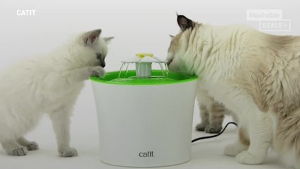 Here are 3 feline-friendly products for your beloved cat