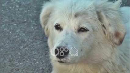 Ora News - Edukim për kafshët, Bashkia e Tiranës orë të hapura në shkolla për qentë endacak