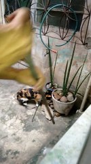 Un rat prend la fuite devant un chat