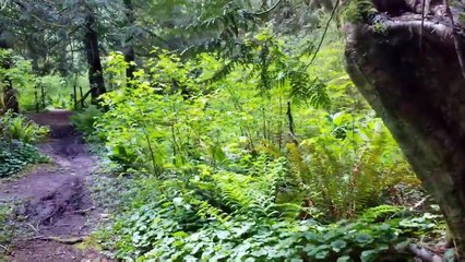 Wacky Woods!  Whaaaaaat?  That's crazy - Full time van life