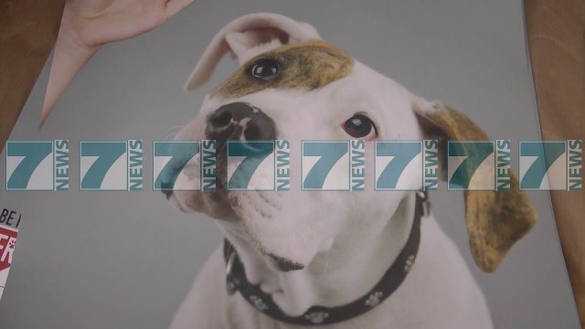 NJE 58 VJEÇAR HUMBI JETEN PASI U KAFSHUA NGA NJE QEN SHARRI - News, Lajme - Kanali 7