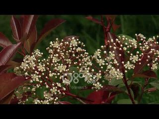 Ora News - Kërcënimi nga Astma, shkak niveli i lartë i ndotjes