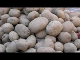 Patatet e Kukësit nuk shiten, ngelen në tokë - Top Channel Albania - News   - Lajme