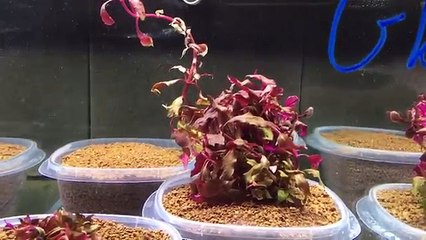 Cardina Shrimp Breeding Rack - 24 tanks