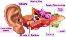 Daniel Esgardo Rangel Barón: - ¡ATENCIÓN!- Cuidado con la salud de tus oídos