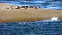 Killer Whales Vs Elephant Seals | Wild Animals - Planet Doc Full Documentaries