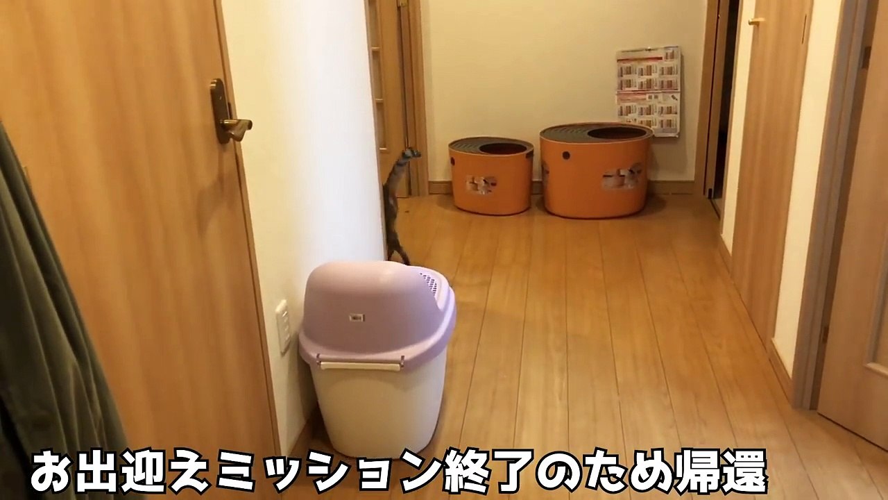 帰宅した飼い主を順番にお出迎えする猫たちが可愛すぎたwww