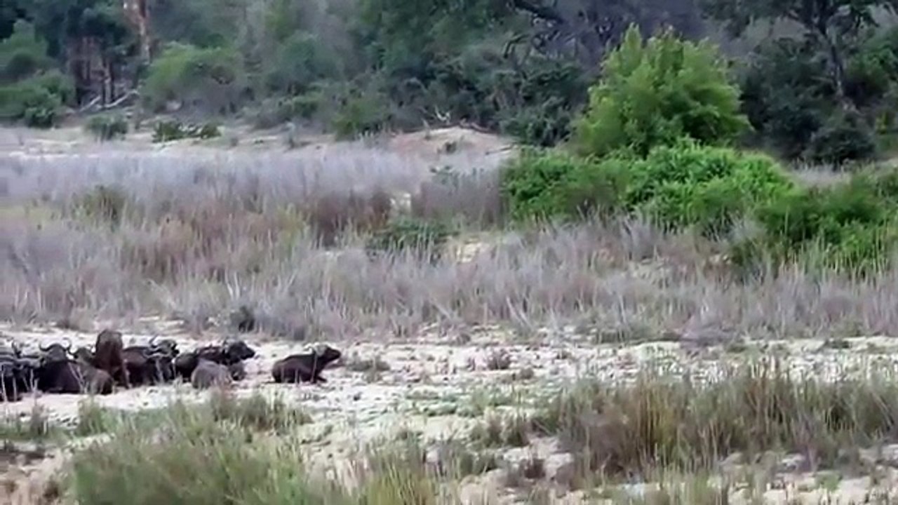 Lions Hunt and Kill Buffalo at Kruger National Park - Wild Animal Attacks