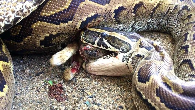 African Rock Python tries to Enter Home Eats Rabbit Instead (Time Lapse X5)