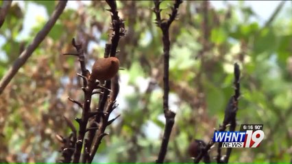 Puppy Named `Monster` Saves Owner`s Home After Yard Catches on Fire