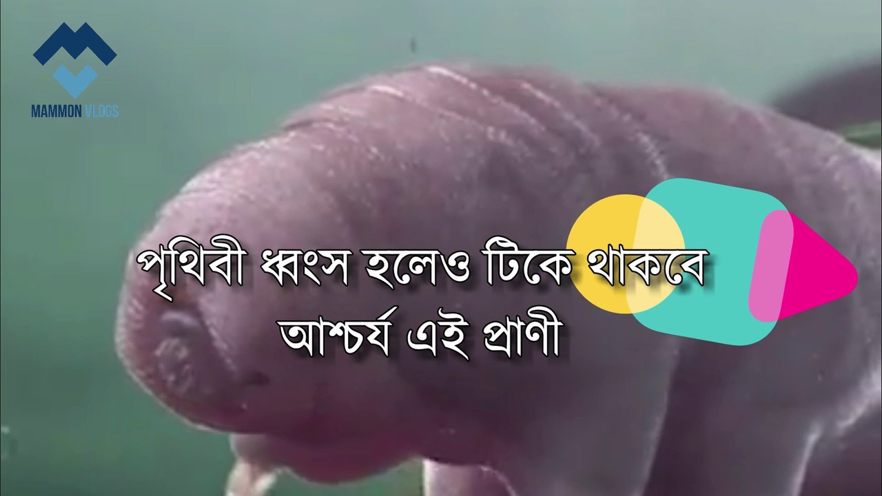 water bear