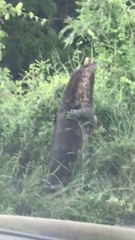 Give me a hug and Kisses!