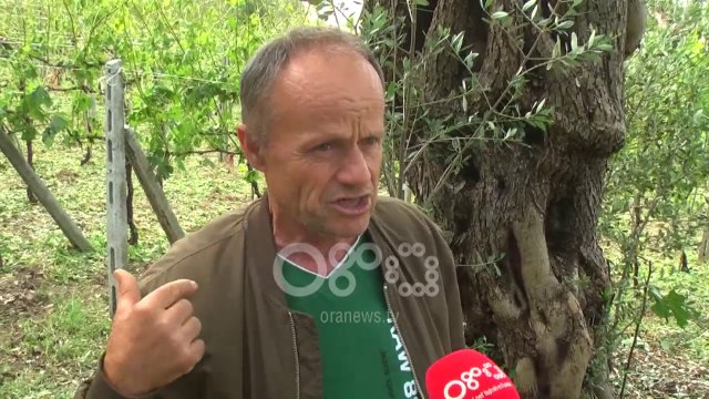 Ora News - Breshëri la Fierin pa prodhim, fermerët kërkojnë ndihmë nga shteti