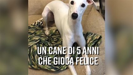 Un cane gioca felice, ma manca qualcosa: di che si tratta?