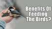 What Are The Benefits Of Feeding The Birds? | Boldsky