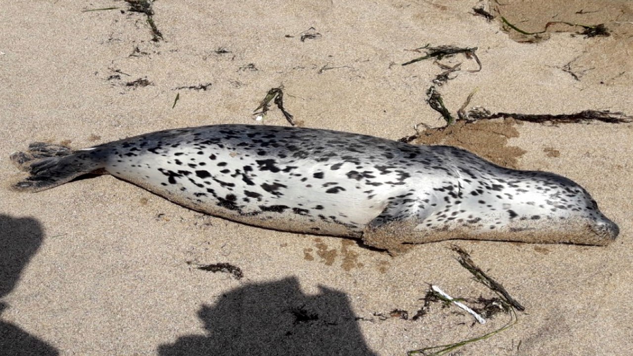 영덕서 천연기념물 점박이물범 사체 발견 / YTN