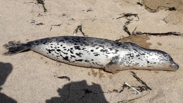 영덕서 천연기념물 점박이물범 사체 발견 / YTN