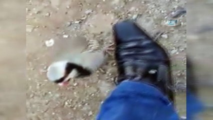 Horoza kafa tutan keklik kamerada