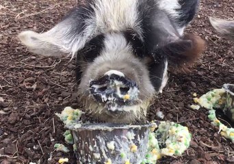 Happy Pigs Enjoy Sloppy Feed at Auckland Zoo