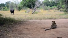 Buffalo vs Leopard