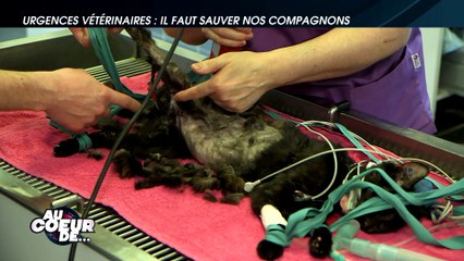 Sommaire "Au coeur de..." - Sur les urgences vétérinaires
