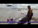 Paus Pilot Terdampar di Bibir Pantai di Kalimantan Timur - NET 5