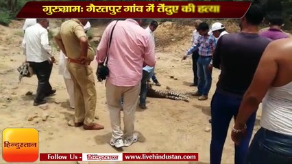गुरुग्राम के ग़ैरतपुरबास में  ग्रामीणों ने तेंदुए की हत्या की
