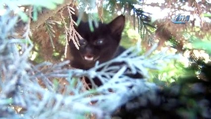 Yavru kediyi ölümden muhabirin ihbarı kurtardı