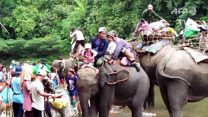 Fleeing conflict, elephants help Myanmar villagers to safety