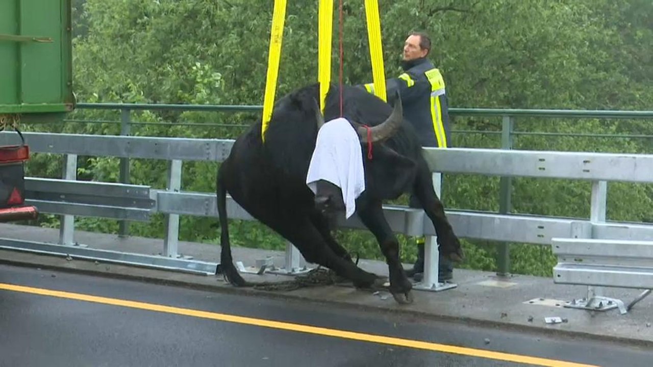 5 Wasserbüffel auf der A3 nahe Köln