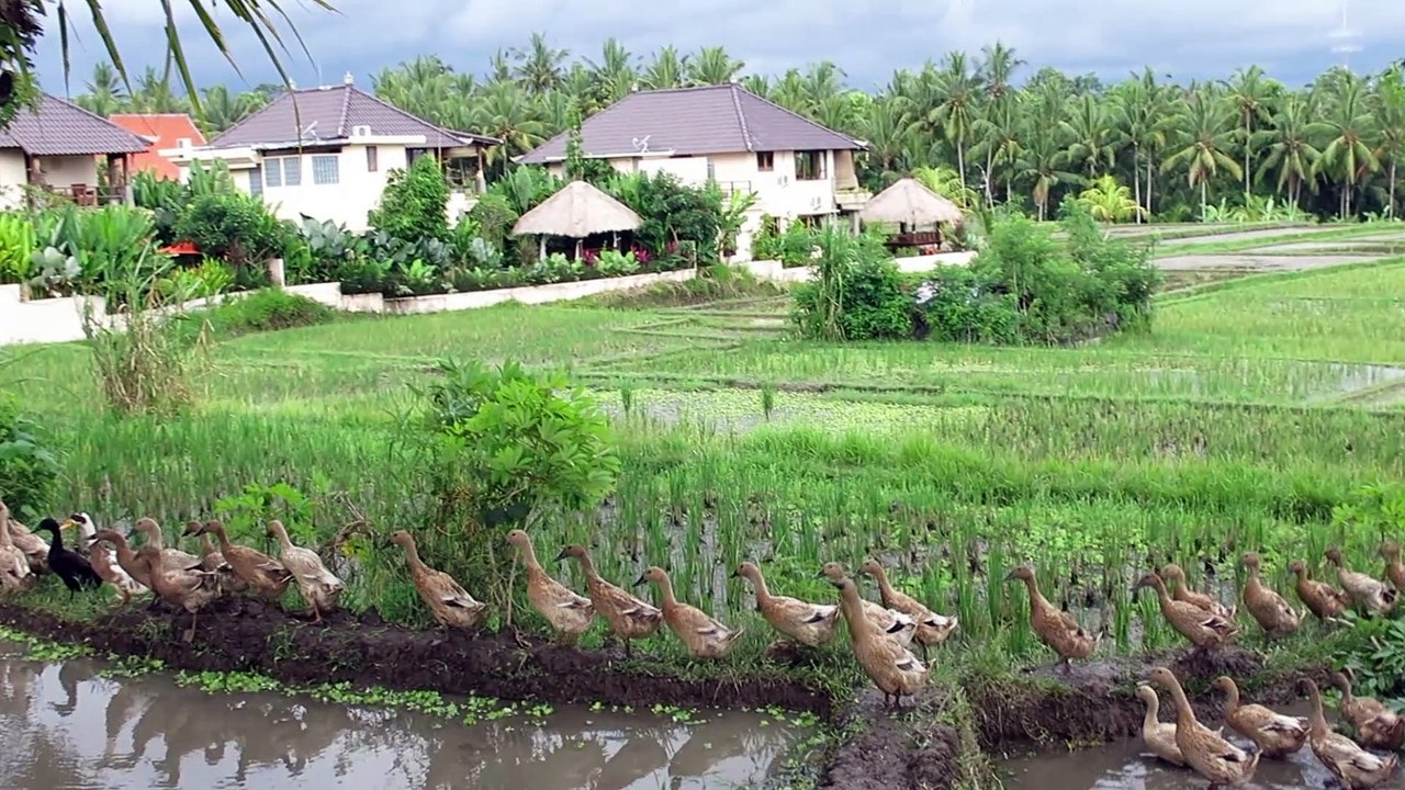 Beautiful ricefields over Ubud, Bali