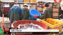 돌아온 '금징어'…중국 어선 싹쓸이 우려
