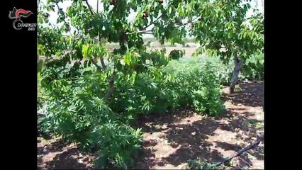 Coltivana canapa indiana nel barese, arrestato 70enne