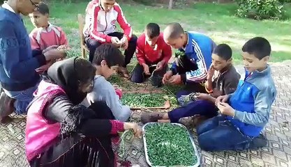 Effeuillage des plantes aromatiques pour préparation au séchage