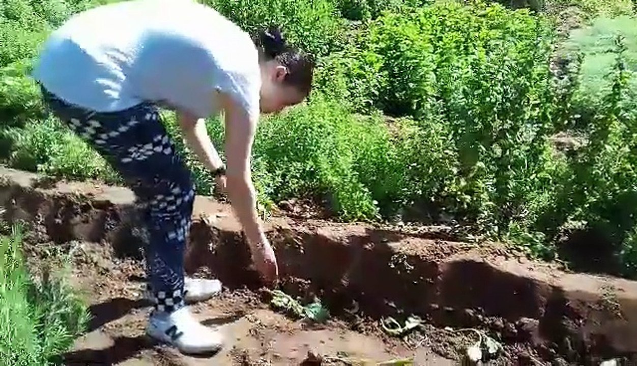 Les diverses activités de jardinage et de récolte