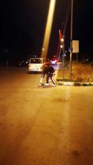 Bari San paolo: cinghiali banchettano con il bidone dell'umido