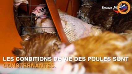 Les poules Matines